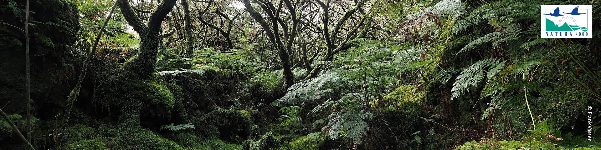 Native forest vegetation, Mistérios Negros trail, Terceira Island, Azores