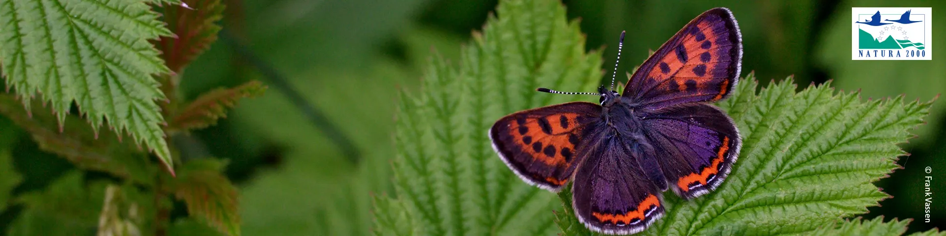 Violet Copper in a Natura 2000 site