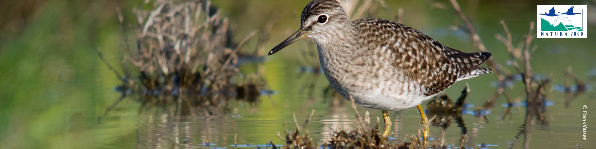 Wood Sandpiper (Tringa glareola) in a Natura 2000 site