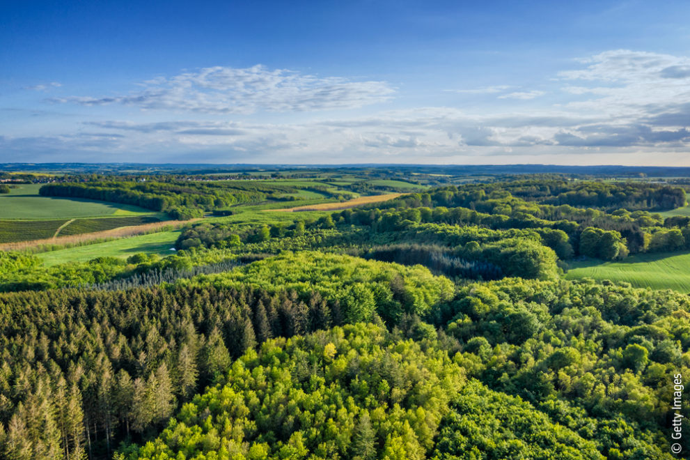 Forest landscape.