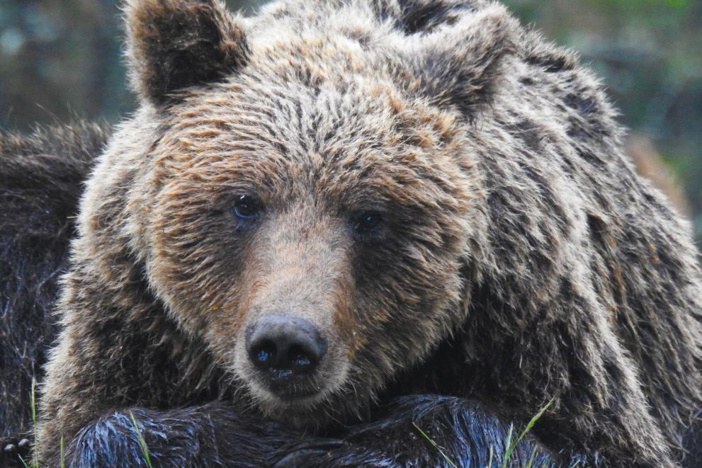 Brown bear