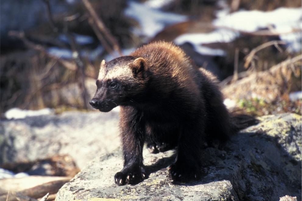 Wolverine on rock.