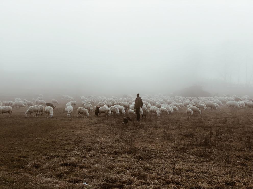Shepherd with his flock of sheep standing in the fog.