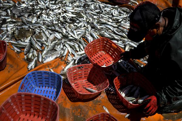 Fishing in the EU – Portugal, coastal fishing