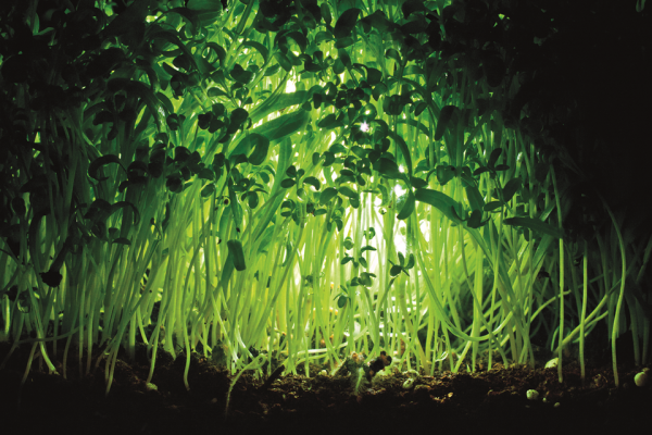 Green stems sprouting from the earth.