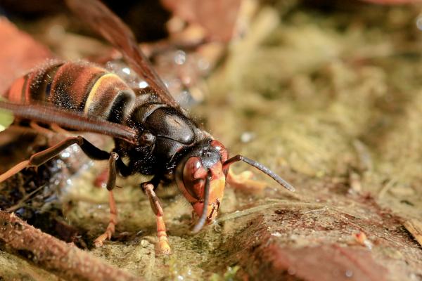 A wasp in close view